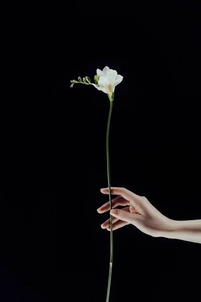 フリージアの花を黒の絶縁を保持している女性の手のトリミングされた画像 — ストック写真