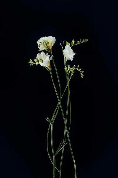 Belas Flores Freesia Com Hastes Isoladas Preto — Fotografia de Stock