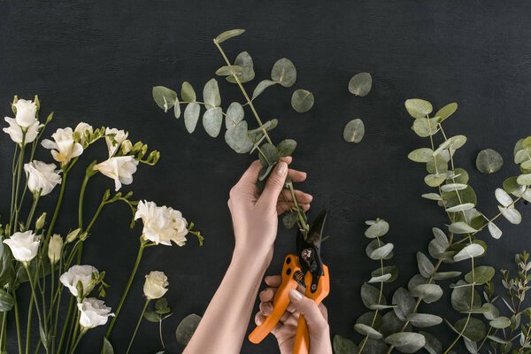 cropped image of female hands cutting eucalyptus branches by garden shears over black background