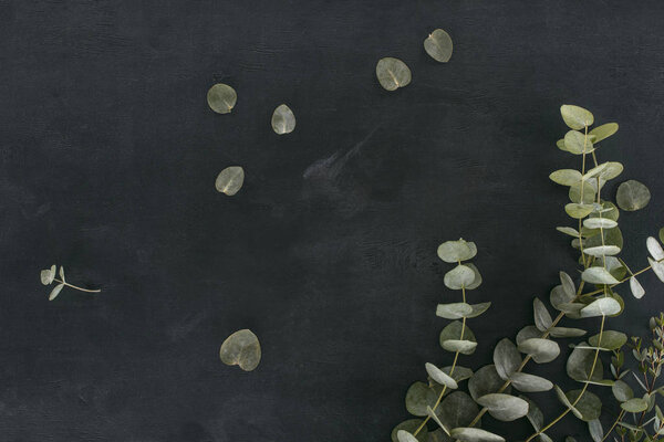 green eucalyptus leaves and branches over black background