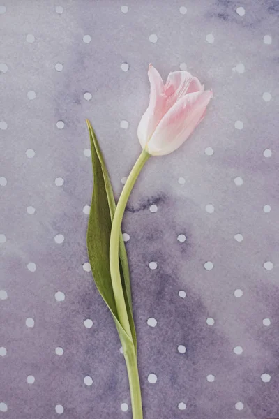 Blooming Tulip Flower Purple Spotted Background — Stock Photo, Image