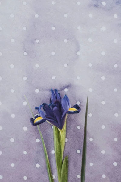 Blühende Irisblume Über Lila Getupftem Hintergrund — kostenloses Stockfoto