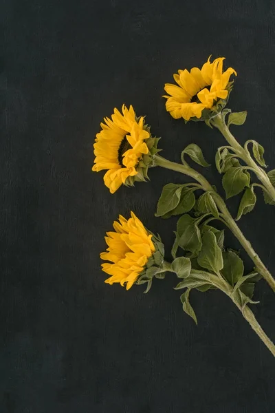 Güzel Çiçek Açan Ayçiçeği Siyah Izole — Stok fotoğraf