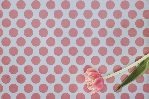 Цветущий Цветок Тюльпана Пятнистом Фоне — стоковое фото