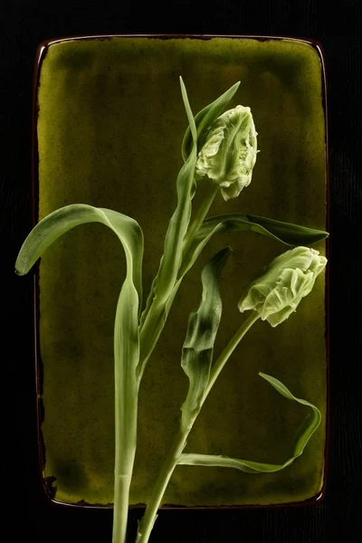 Inschrijving Van Tulp Bloemen Groene Plaat Geïsoleerd Zwart — Stockfoto