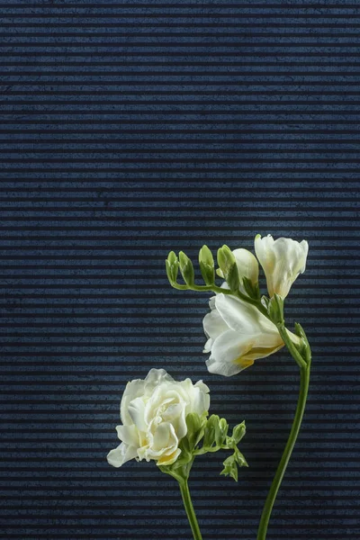 Ανθισμένα Λουλούδια Φρέζια Ριγέ Φόντο — Φωτογραφία Αρχείου