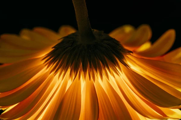 黒に分離された美しいガーベラの花 — ストック写真