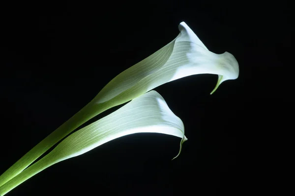 Belle Fleur Lys Calla Isolée Sur Noir — Photo