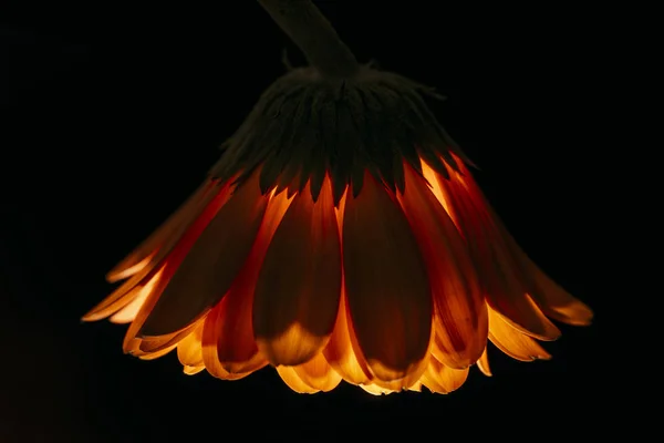 Hermosa Flor Gerberas Aislada Negro —  Fotos de Stock