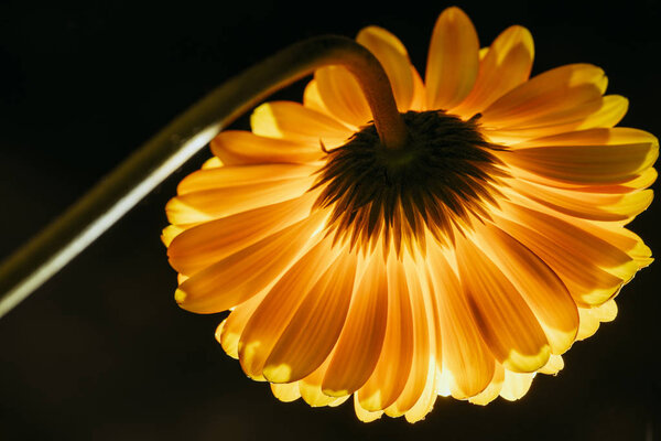beautiful gerbera flower isolated on black
