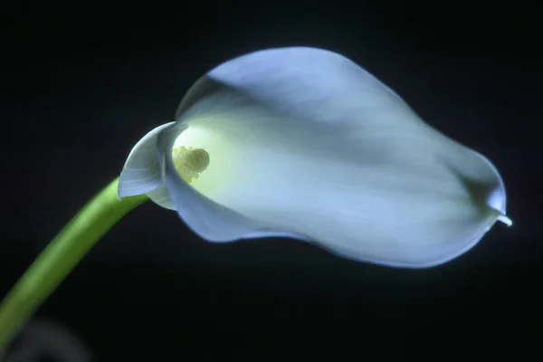 Красивые Калла Лилия Цветок Изолирован Черный — стоковое фото