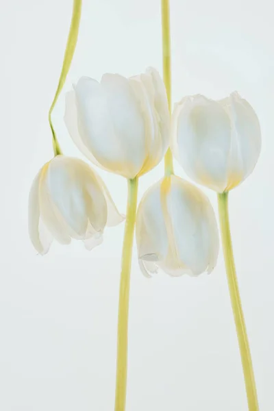 Lindas Flores Tulipa Isoladas Branco — Fotografia de Stock