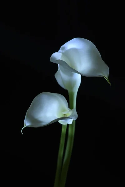 美丽的马蹄莲百合花分离黑色 — 图库照片