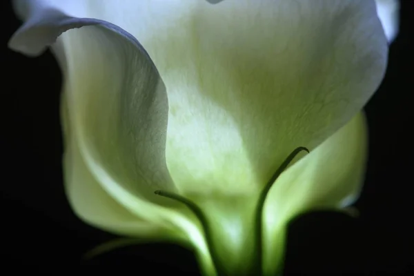 Hermosa Flor Lirio Calla Aislado Negro — Foto de Stock