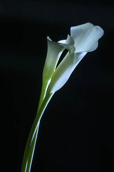 Bela Calla Lírio Flor Isolada Preto — Fotografia de Stock