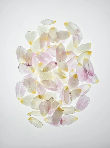 Tulip Petals Heap Isolated White — Free Stock Photo