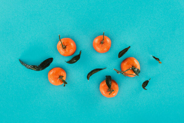 flat lay with ripe mandarins and leaves isolated on blue