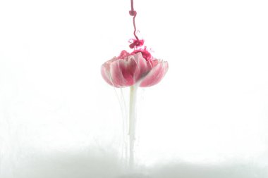 Pembe çiçek ve boya splash beyaz izole görünümünü kapat