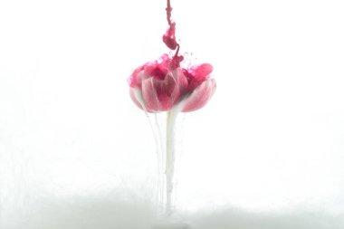 Pembe çiçek ve boya su sıçramalarına beyaz izole görünümünü kapat