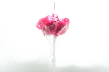 close up view of pink flower and paint splash isolated on white clipart