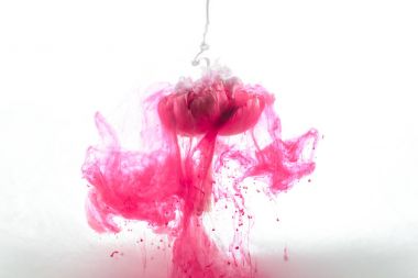 close up view of pink flower and ink splashes isolated on white clipart