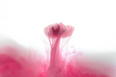 close up view of pink flower and ink splash isolated on white clipart