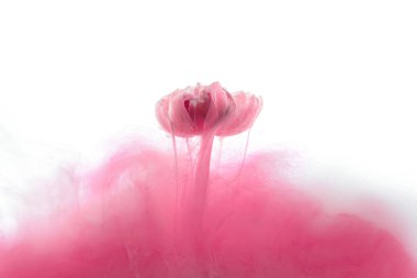 close up view of pink flower and ink splash isolated on white clipart