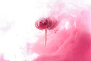 close up view of pink flower and paint splash isolated on white clipart