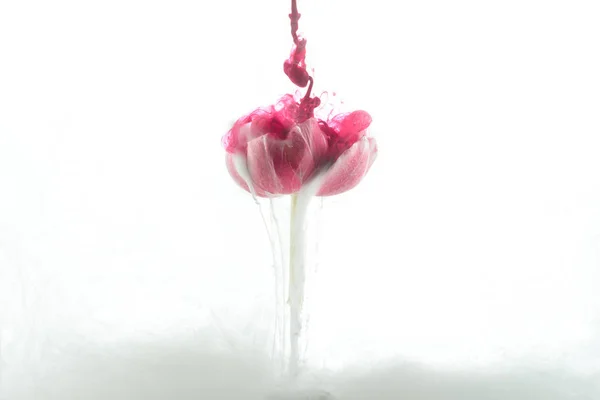 Close View Pink Flower Paint Splashes Isolated White — Stok Foto