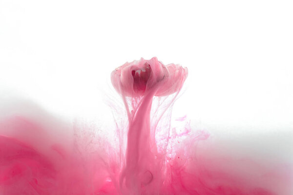 close up view of pink flower and ink splash isolated on white
