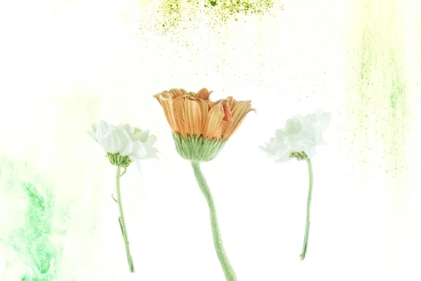 Gelbe Und Weiße Blumen Und Tintenspritzer Isoliert Auf Weiß — Stockfoto