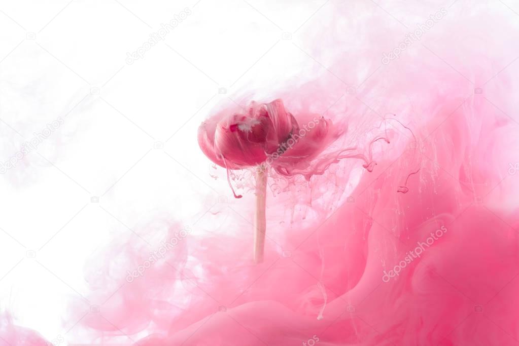 close up view of pink flower and paint splash isolated on white