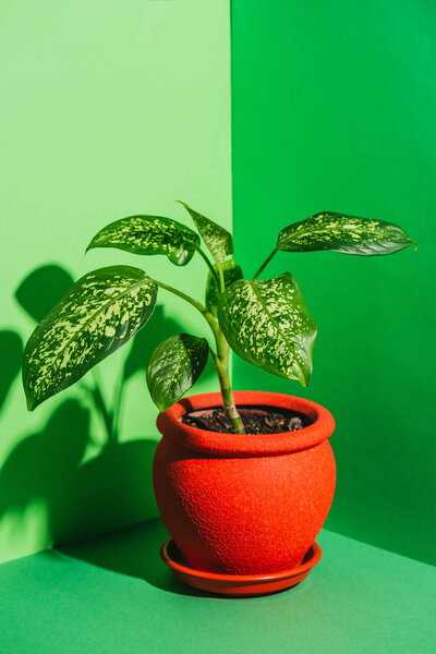 one green houseplant in red pot on green