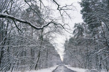 karlı kış ormandaki beton yol