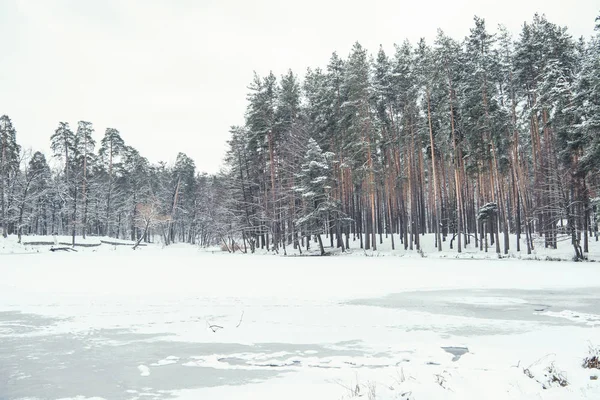 Zugefrorener Teich Und Bäume Verschneiten Wald — Stockfoto