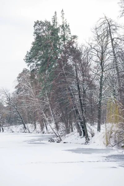 Frusen Sjö Och Träd Snöig Skog — Stockfoto