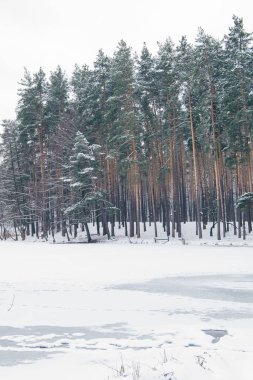 donmuş göl ve karlı park ağaçlarda