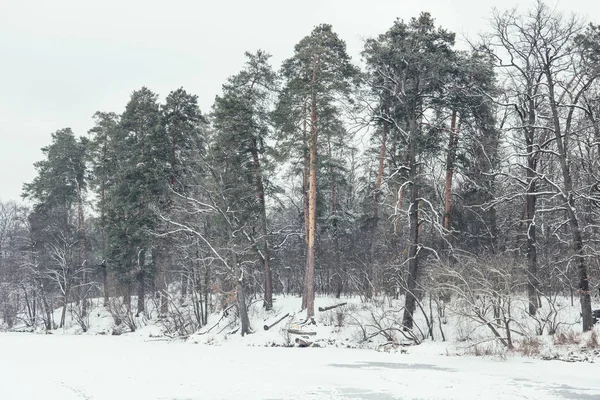 Frusna Floden Och Träd Snöig Park — Stockfoto
