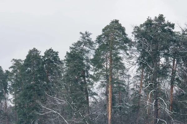 Wysoka Zielonych Sosen Śnieżnym Lesie — Zdjęcie stockowe
