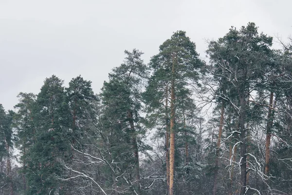 Pinos Verdes Altos Bosque Nevado — Foto de Stock