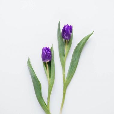 top view of two purple tulips, isolated on white clipart