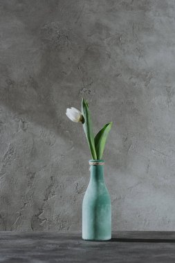 white spring tulip in blue vase on grey surface clipart