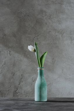 white spring tulip in blue vase on grey surface clipart