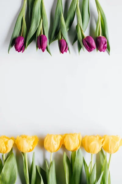 Top View Yellow Purple Tulips Isolated White Copy Space International — Stok Foto