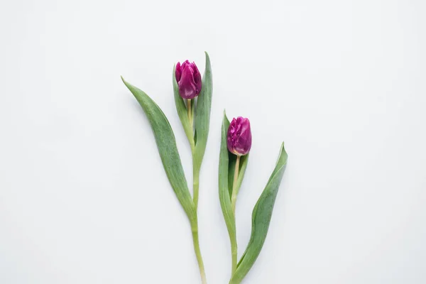 Vue Dessus Deux Tulipes Roses Isolées Sur Blanc — Photo