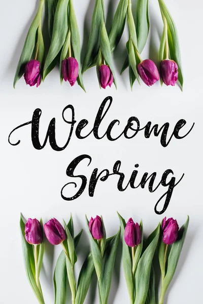 Ovanifrån Lila Tulpan Blommor Isolerad Vit Med Välkommen Våren Bokstäver — Stockfoto