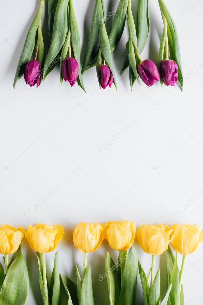 top view of yellow and purple tulips isolated on white with copy space, international womens day background