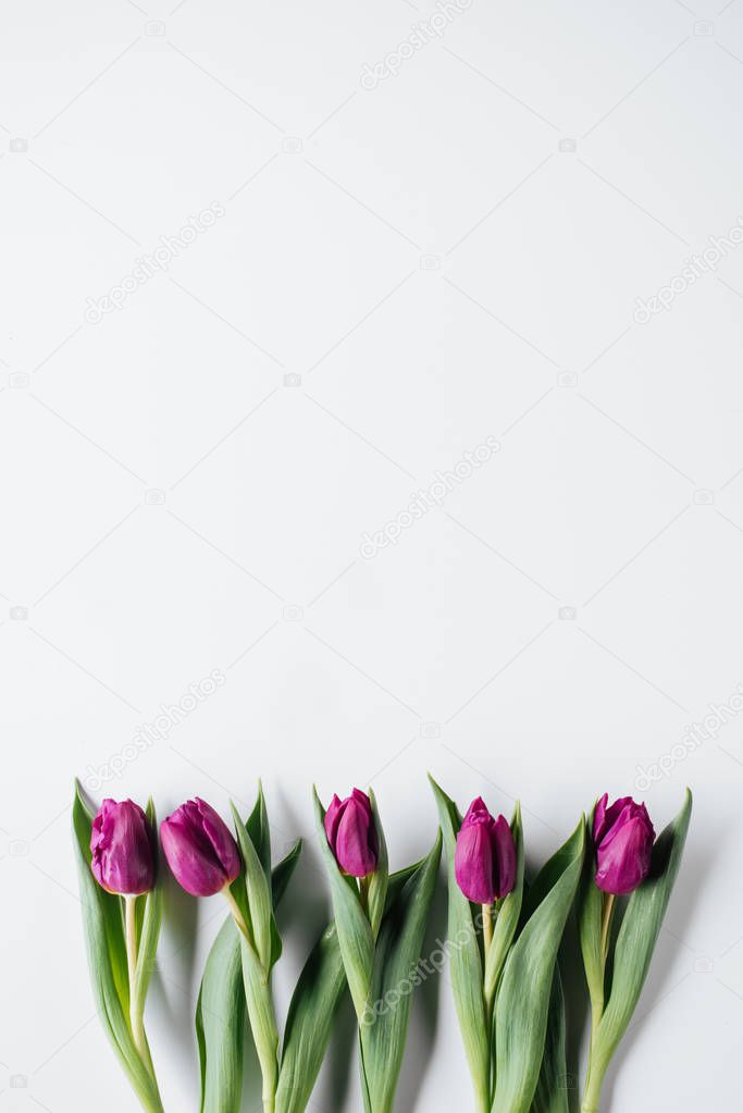top view of fresh purple tulips isolated on white with copy space 
