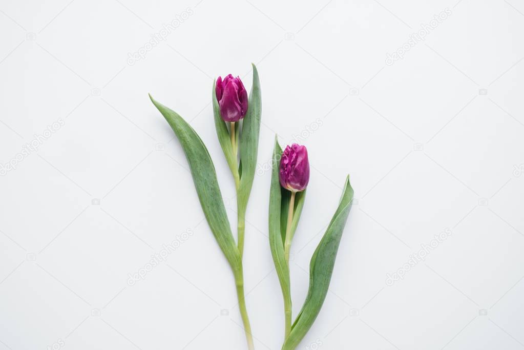 top view of two pink tulips, isolated on white