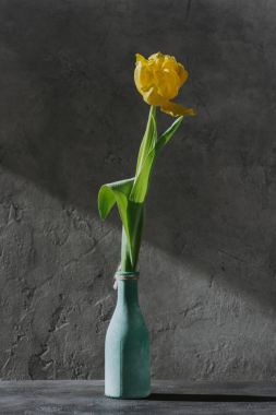 gri yüzeyi mavi vazoda sarı bahar Lale